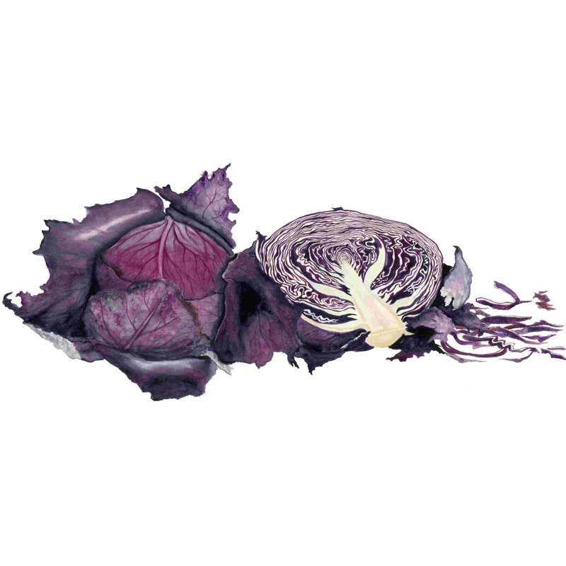 Aquarelle chou mauve, H 8 po x l 12 po