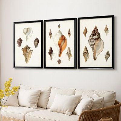 Sowerby Shells VI  -Custom Framed  Wrapped Gallery Canvas - 3 Pieces