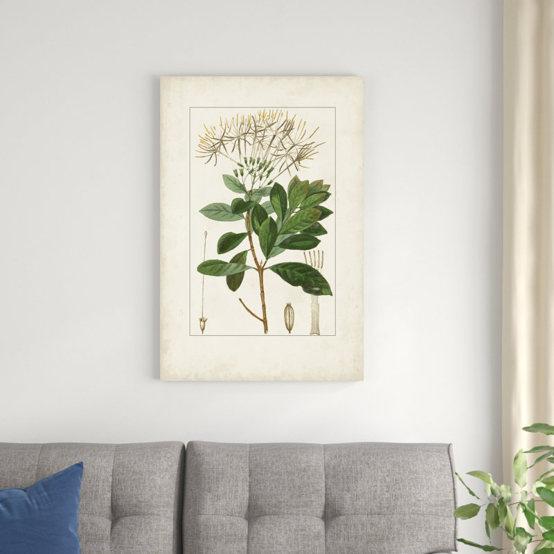 Antique Turpin Botanical II, H 36 po x l 24 po