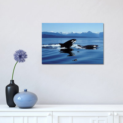 Killer Whales Breaching in Icy Strait, Southeast Alaska 1 Piece Wrapped Canvas Wall Art