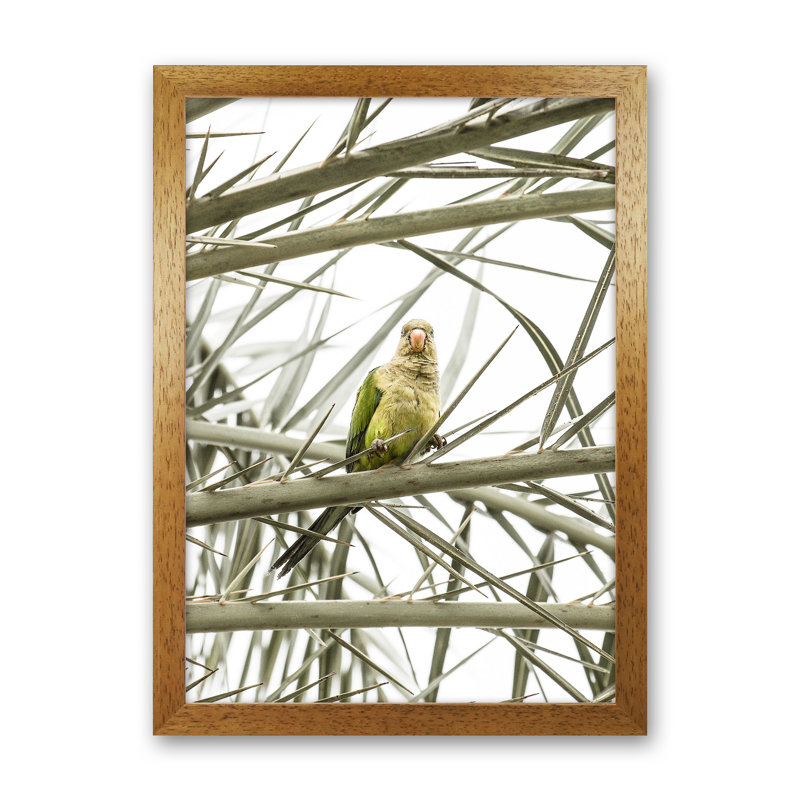 Parrot by Victoria Frost - Print, Oak Framed, 34cm H x 25cm W x 3cm D