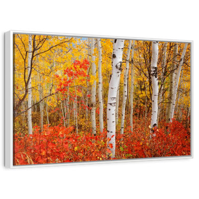Bouleaux d'automne