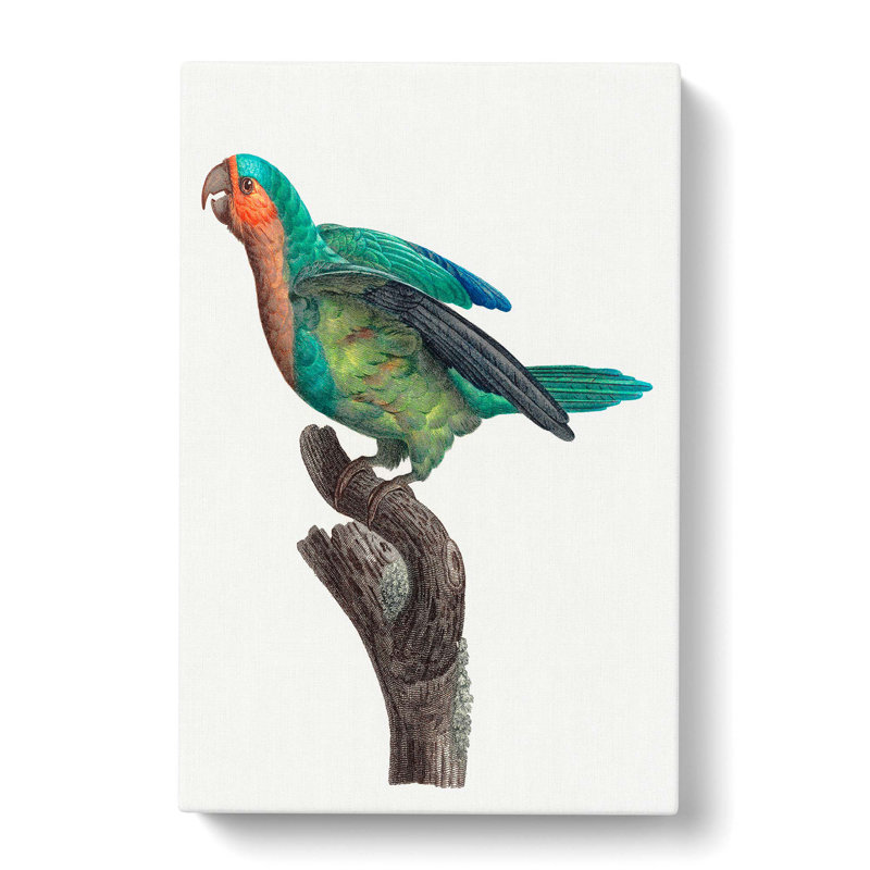 A Yellow-Crowned Parakeet by F. Levaillant - Wrapped Canvas, 60cm H x 40cm W x 3cm D