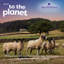 Wonderful Wool 7/9 tog Cotton Cover Duvet-27845760