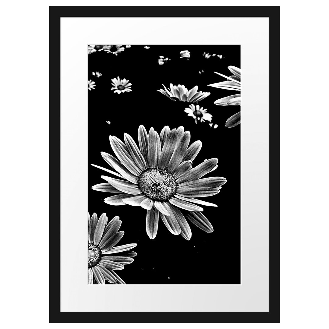 Gerahmtes Poster Dark Margeriten Blüten