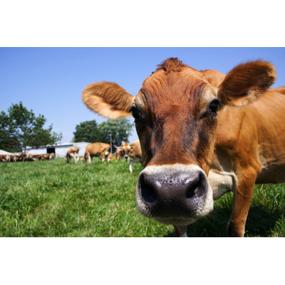 Jersey Cow Grazing by Jcyoung2 - Wrapped Canvas Print