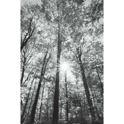 Forêt d'automne I BW