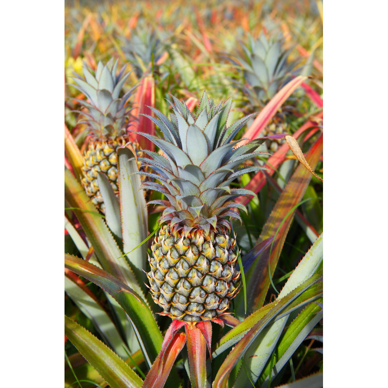 Pineapple Field in Mauritius 1 Piece Wrapped Canvas Wall Art, 30cm H x 20cm W
