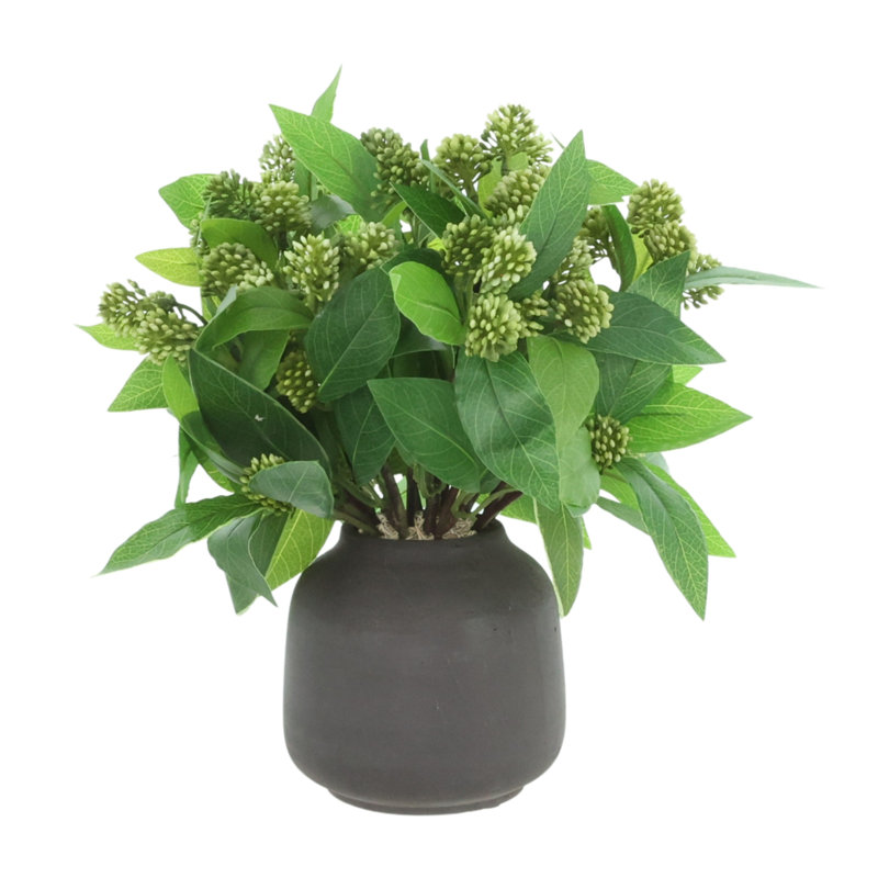 Sedum Bush dans un vase Fiberstone, Noir