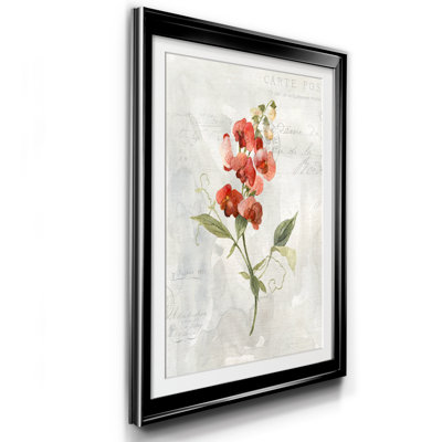" Linen Sweet Pea " Painting Print