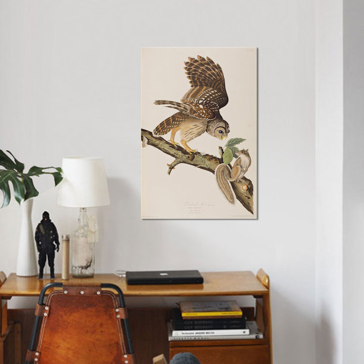 «Barred Owl and Squirrel», impression sur toile, H 12 po x l 8 po x P 0,75 po, Toile tendue, Pas de tapis