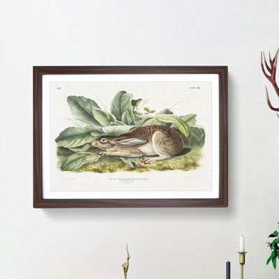 Black-Tailed Hare by J.W. Audubon - Framed Print
