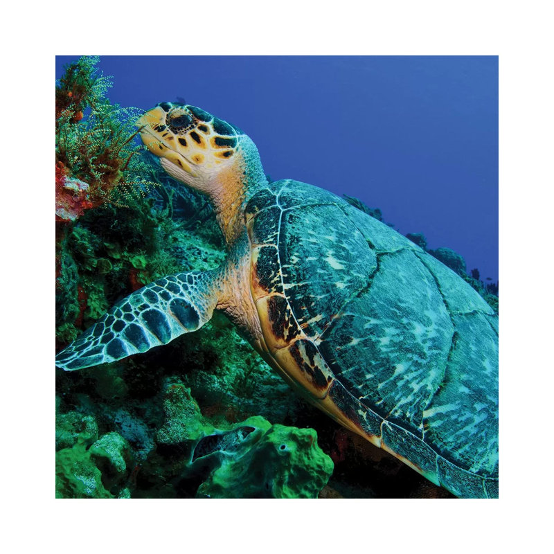 A Feeding Hawksbill Sea Turtle In Cozumel, Mexico by Brent Barnes - Wrapped Canvas Print, 30.48 cm H x 30.48 cm W
