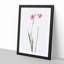 Pink Sword Lily by Pierre-Joseph Redoute - Picture Frame Painting Print-55584119-55584116
