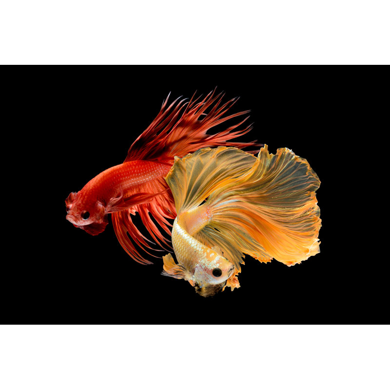 Poisson siamois isolé, H 32 po x l 48 po