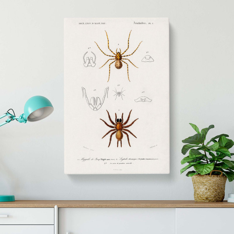 Spider Illustrations PL. 7 by Charles D Orbigny - Wrapped Canvas, 60cm H x 40cm W x 3cm D