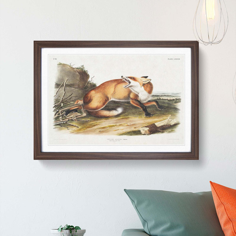 Red Fox Caught in a Trap by J.W. Audubon - Picture Frame Painting Print on MDF, 27cm H x 36cm W x 2cm D, Walnut Framed