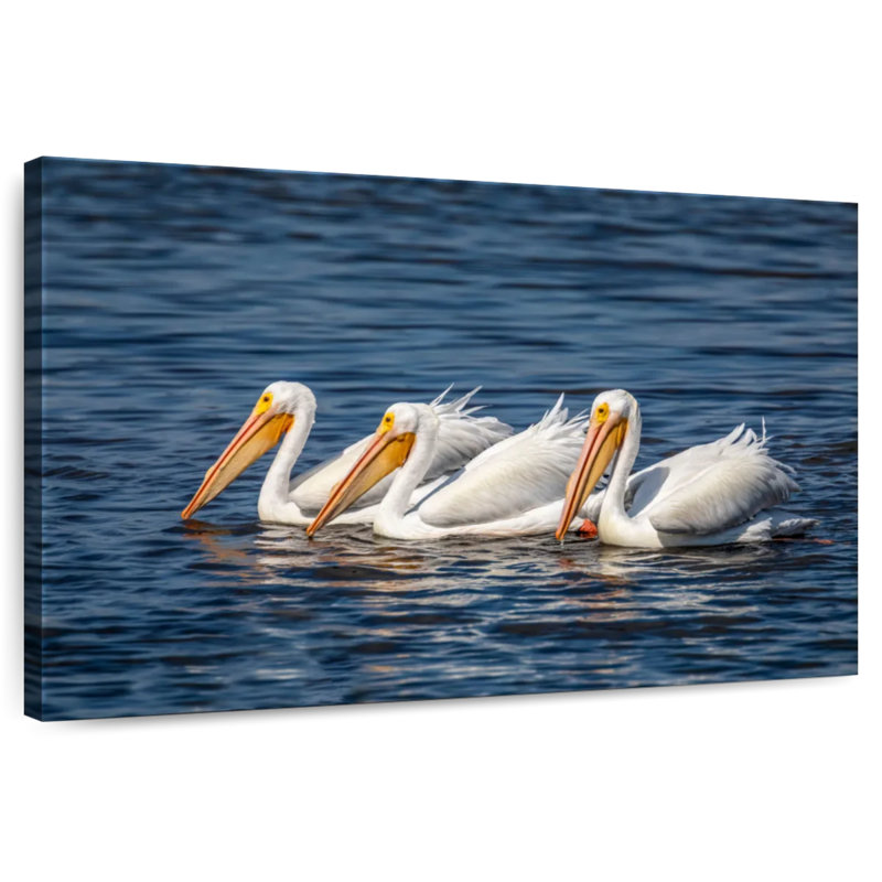 Bramic Ding Darling White Pelicans, H 34 po x l 51 po