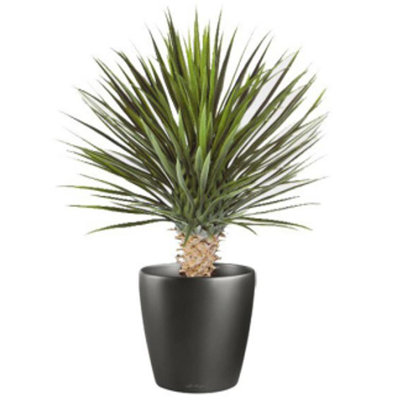 Annistyn 75cm Faux Dracaena Tree in Pot