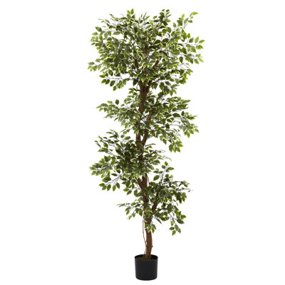 Ficus panaché 66 po Ardsley