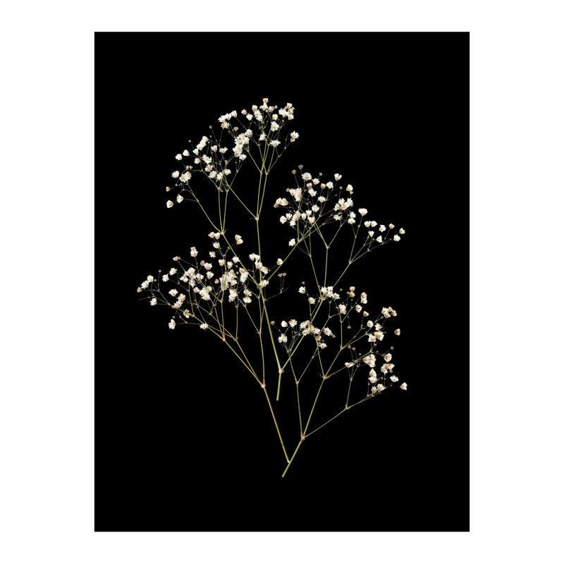 Pressed Botanical Giclees On Black Set by Sandy Whitaker, 50.5" H x 63.75" W, Silver Bead 2