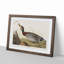 Bemaculated Duck by John Audubon - Framed Print-55466140-55466141