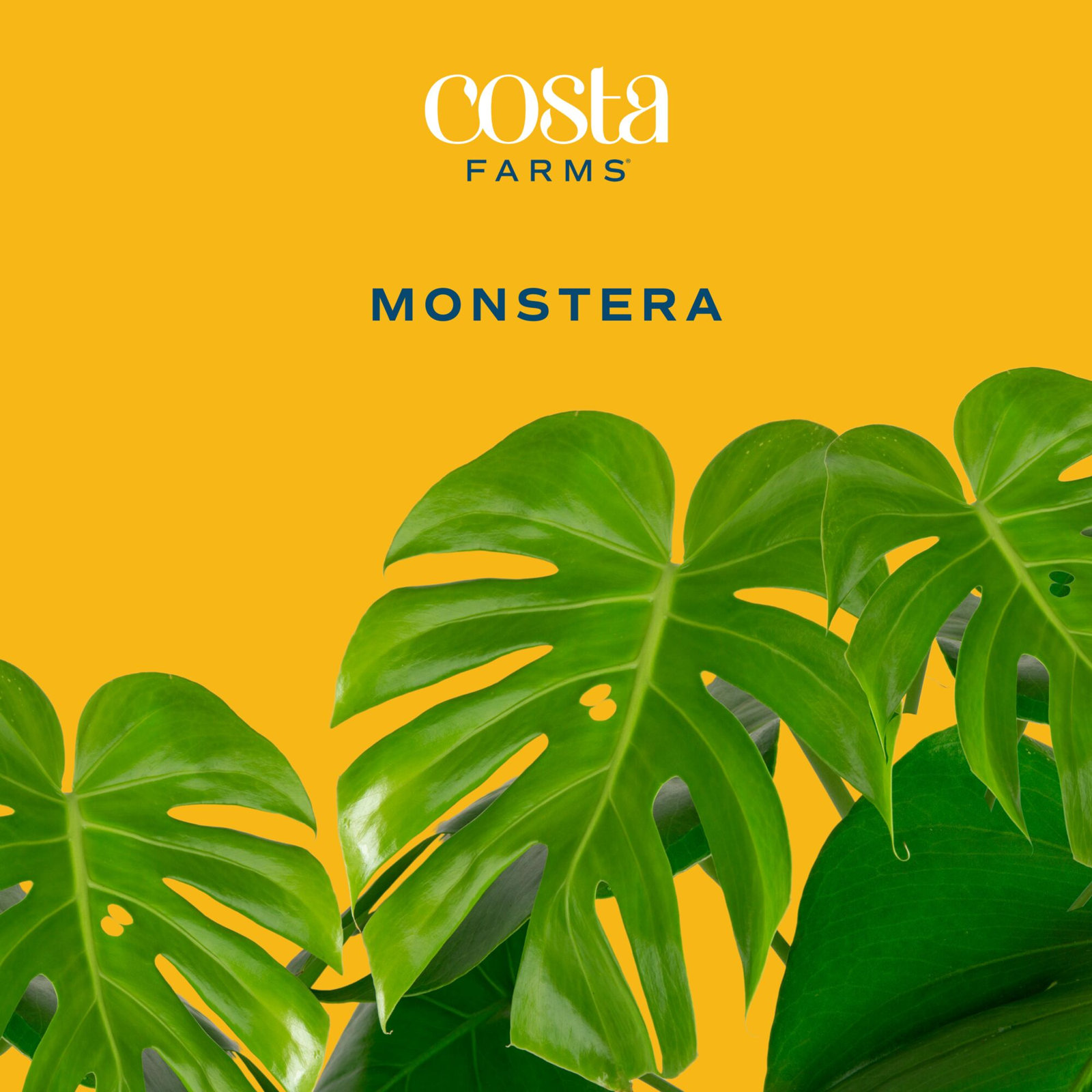 Costa Farms Philodendron Monstera Deliciosa Plant