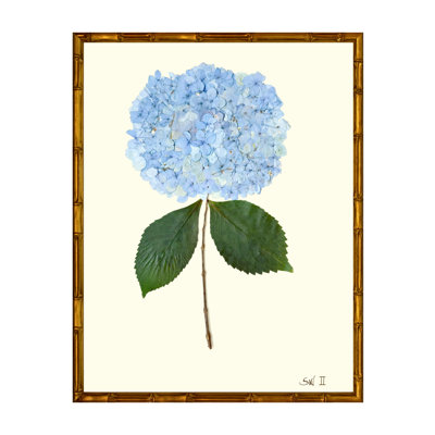 Pressed Hydrangea Framed Print