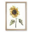 A Sunflower by Johan Teyler - Framed Print-55457772-55457774