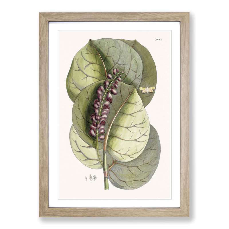 Mangrove Grape-Tree & Butterfly by Mark Catesby - Picture Frame Painting Print, 91cm H x 60cm W x 2cm D, Oak