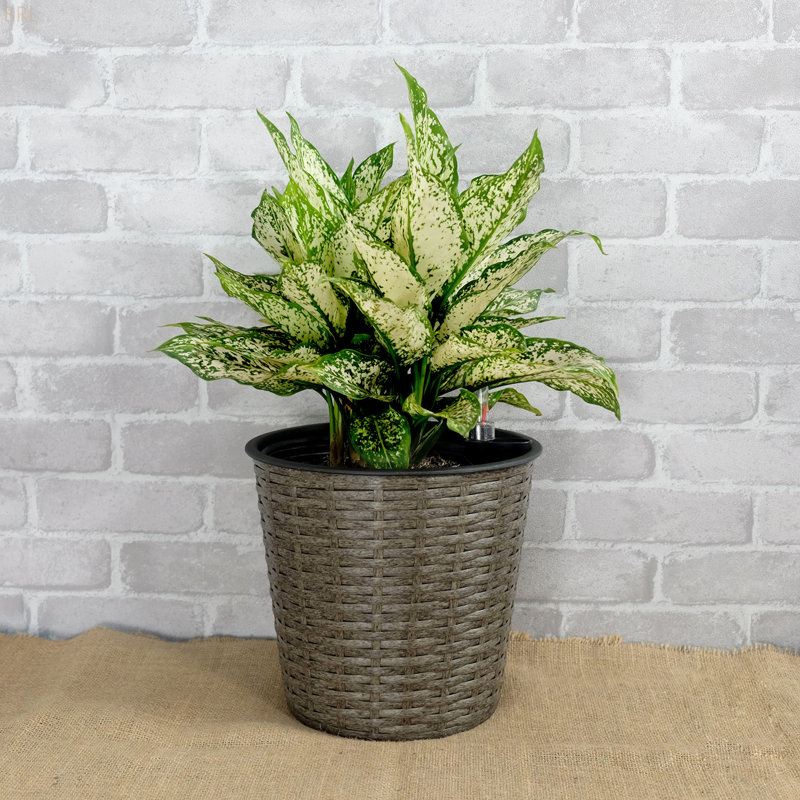 Jardinière décorative en osier de 10,2 po pour l'intérieur et l'extérieur - ronde, Gris
