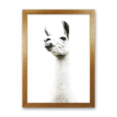Llama II by Victoria Frost - Print