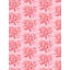 Coral-749920569