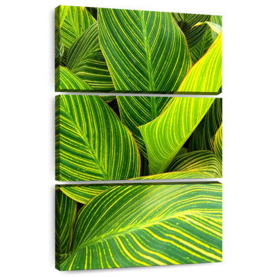 Feuilles vertes rayées