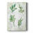 Fresh Herbs II -Gallery Wrapped Cavas