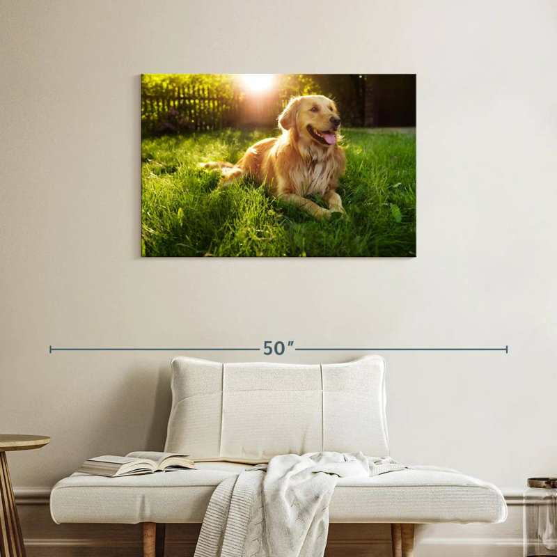 Golden retriever Brampt ensoleillé, H 24 po x l 36 po