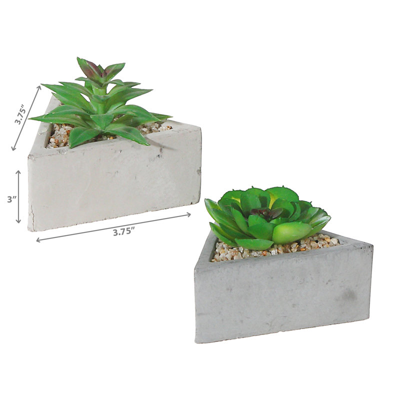 Succulent Arrangement in Pot