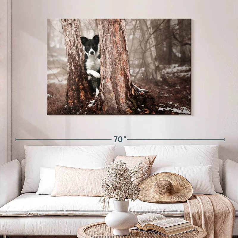 Border collie Brampt, H 32 po x l 48 po