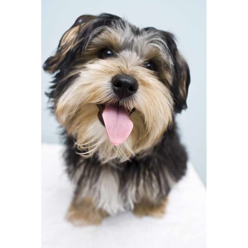 Funny Dog Face by Michellegibson - Wrapped Canvas Print, 46cm H x 30cm W