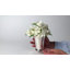 Vase à fleurs 4,5 po McKep