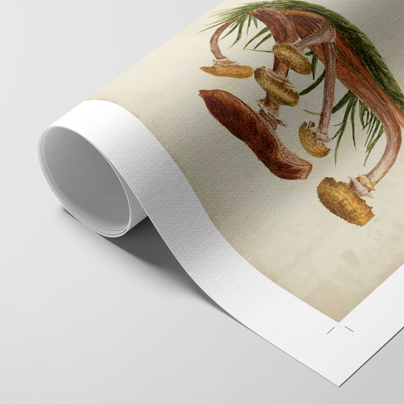 Champignon, reproduction en X seulement - non encadrée, H 18 po x l 12 po