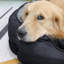 Pet Bed-90570749