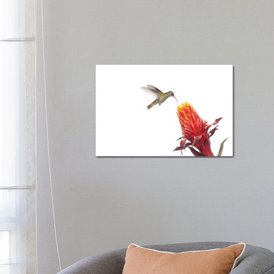 Gilded Hummingbird Feeding On Flower Nectar, Argentina by Agustin Esmoris - Wrapped Canvas Print