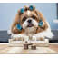 Papier peint auto-adhésif Cavalier King Charles Spaniel-681874990