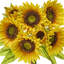 Ensemble de tournesol 14 "Pu