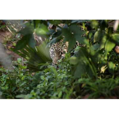 African Leopard (Panthera Pardus Pardus) Hiding in a Bush by Guenterguni