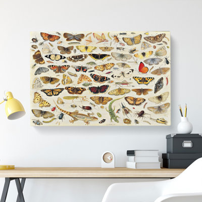 Butterflies And Insects Vol.1 by Jan Van Kessel - Wrapped Canvas Painting