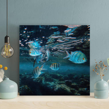 Three Fish Swimming Underwater Fine Art Cool Fish Poster Aquatic Wall Decor  Fish Pictures Wall Art Underwater Picture of Fish for Wall Wildlife Reef  Poster Black Wood Framed Art Poster 20x14 