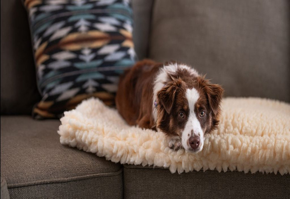 CPC Dog Beds