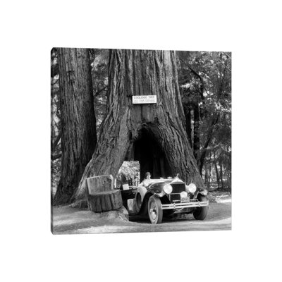 1930s Woman Driving Convertible Car Through Opening In Giant Sequoia Tree Trunk Coolidge Tree Mendocino California - Wrapped Canvas Print